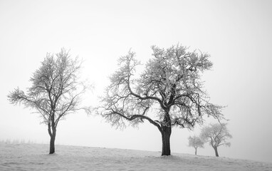 Group of trees in the morning fog at sunrise in the winter time,fantasy lanscape,black and white...
