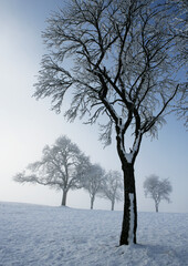 Group of trees in the morning fog at sunrise in the winter time,fantasy lanscape,
