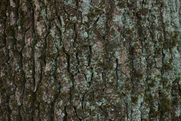 Moss on the bark of a tree
