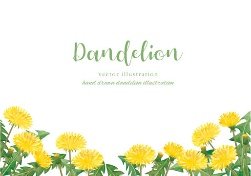 たんぽぽ」の写真素材 | 959,402件の無料イラスト画像 | Adobe Stock