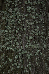 Moss on the bark of a tree