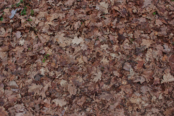 Background of brown fallen leaves on the ground
