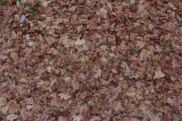 Background of brown fallen leaves on the ground