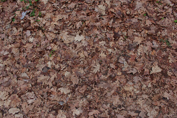 Background of brown fallen leaves on the ground
