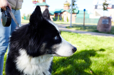Owner plays with a siberian laika dog in autumn park. Friendship of a dog and a woman