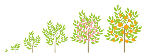Orange tree growth stages. Fruit tree life cycle. Vector infographic illustration.