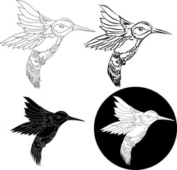 Beautiful line art Humming bird vector.Hummingbird in circle.