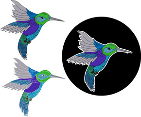 Beautiful line art Humming bird vector.Hummingbird in circle.