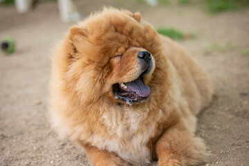 앉아서 쉬고 있는 중국 전통개 차우차우.