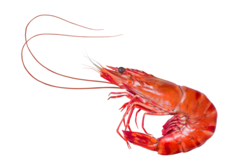 Cooked Tiger shrimp on white background,Tiger Prawn isolated on a White Background PNG file.
