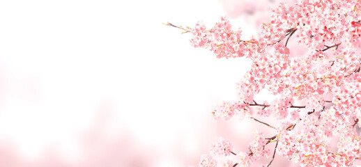 Obraz na płótnie Canvas Horizontal banner with sakura flowers of pink color on sunny backdrop. Beautiful nature spring background with a branch of blooming sakura