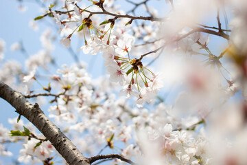 봄을 맞아 활짝 핀 아름다운 벚꽃 풍경