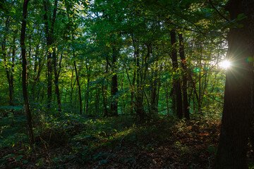 Fototapeta premium Lush Forest view with sunlight at sunset. Carbon neutrality concept