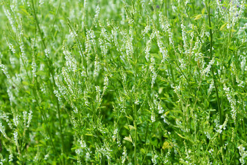Obraz premium White or bee clover.