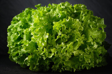 green lettuce on a black background, water drops on lettuce leaves.