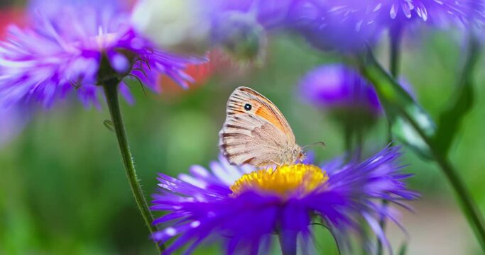Butterfly wildlife insect gathering honey from pink blooming flowers in a garden 4k fhd video