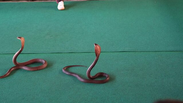 King Cobra Chiang Mai Show - Thai charmer touching king cobra snake's head with a palm at outdoor stage, Thailand