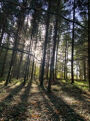 Balade automnale en forêt