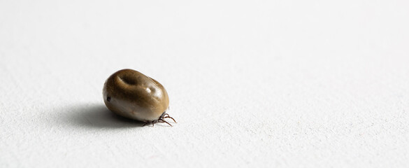 A big drunk tick lying on a white studio background. Copy space. Banner. Concept of animals as disease carrier such as Lyme disease and tick-borne encephalitis. Dangerous bloodsucker. Forest parasite