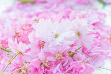 Fototapeta premium Close up for pink cherry blossom; natural background of pink cherry (sakura) blossom