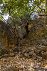 Naklejka premium Passage through the gorge to the ruins of the Monfort fortress, located on a high hill overgrown with forest, not far from Shlomi city, in the Galilee, in northern Israel