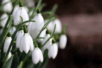 Obraz premium Snowdrops blooming in the forest. First spring flowers close up