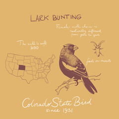 USA birds illustration. United States of America greeting card. Lark Bunting Ink drawing