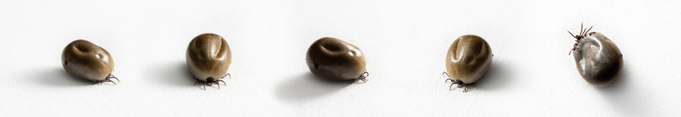 A big drunk tick lying on a white studio background. Copy space. Banner. Concept of animals as disease carrier such as Lyme disease and tick-borne encephalitis. Dangerous bloodsucker. Forest parasite