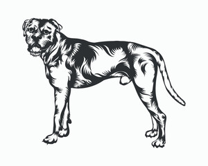 PrintBoxer Dog Vector illustration, Boxer Dog Vector on White Background