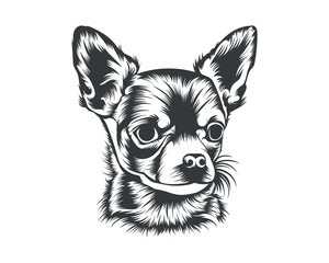 Chihuahua Dog Breed Face Vector, Chihuahua Dog Head Illustration on Isolated White Background