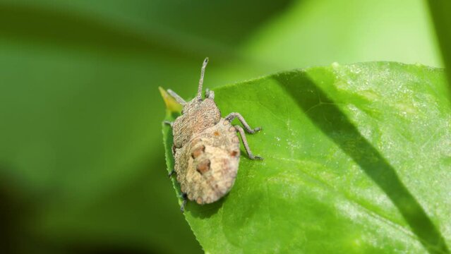 The brown marmorated stink bug (Halyomorpha halys) is sitting quietly on the edge of the surface of a green leaf