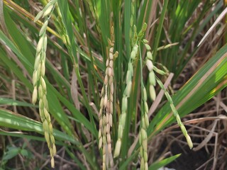close up of yellow green rice field