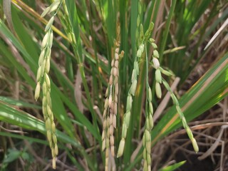 close up of yellow green rice field