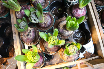 spring bulbous flowers in pots