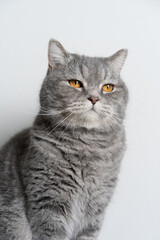 Blue Tabby Cat  White Background