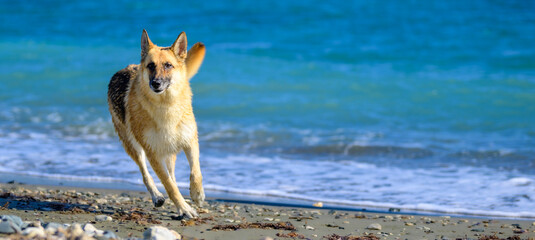 german shepherd dog running on the beach on a sunny day with copy space 