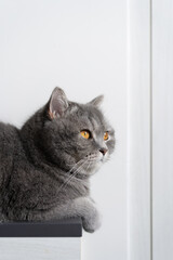 Blue Tabby Cat  White Background