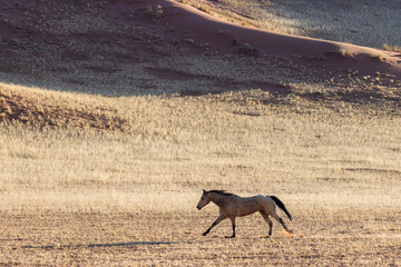 a beautiful horse running through the plains