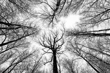 Treetops of Beech (Fagus) and Oak (Quercus) trees in snowy and foggy winter forest with delicate...