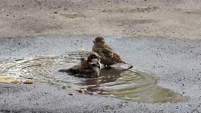 Sparrows splash and play in a shallow puddle during spring, capturing a playful moment in nature. These birds seem carefree as they frolic in the water, enjoying the season.
