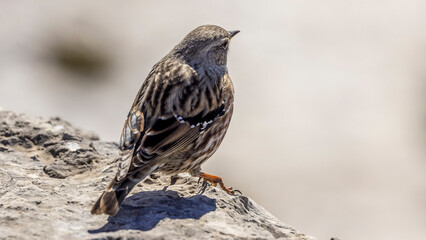 Alpine Accentor (Punella collaris) on rocks in the Southern Alps of France
