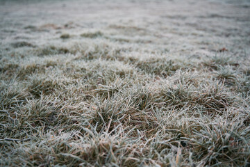 Frozen grass on the fields. Frosty winter morning macro. Cold weather background concept. Hoarfrost morning weather.