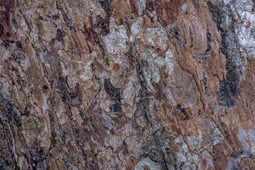 background texture of old apple tree bark