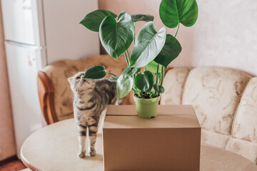 Boxes for things,pot with plants and cat on the table