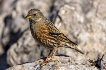 Fototapeta premium Alpine Accentor (Punella collaris) on rocks in the Southern Alps of France