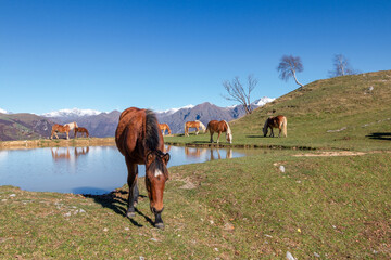 Fototapeta na wymiar a herd of horses grazing near a mountain lake