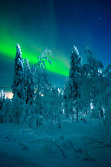 Beautiful winter night with Northern lights (aurora borealis) in the sky and deep snow covered trees in foreground. (high ISO image)