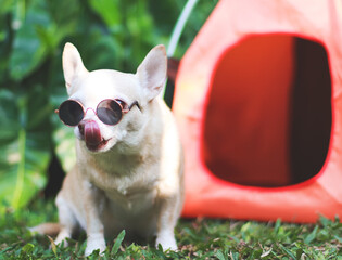 brown short hair Chihuahua dog wearing sunglasses  sitting in front of orange camping tent on green grass,  outdoor, looking  at camera and licking lips. Pet travel concept.