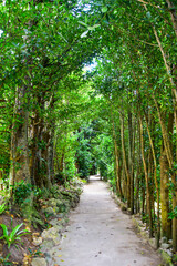 沖縄の有名なフクギ並木
