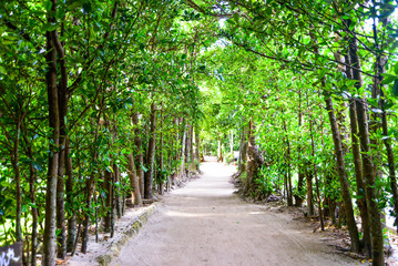 沖縄の有名なフクギ並木